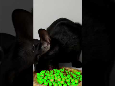 ASMR Mukbang Cat Eating Green💚