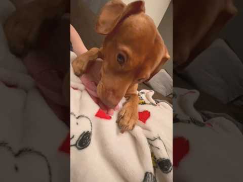 Super Cute Puppy ASMR 🐶