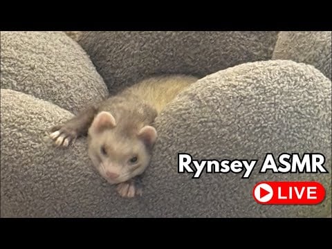 Rynsey ASMR is live!