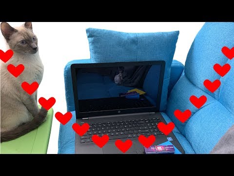 ASMR Typing and Chewing Gum - Writing Sounds, Cat Purring Sounds NO TALKING