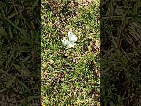 Butterfly ASMR #asmr #relax #nature #fy #softspoken #fypシ #tingles #whispers #whispers #relaxing