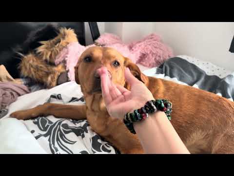 ASMR on my dog ⋆˚🐾
