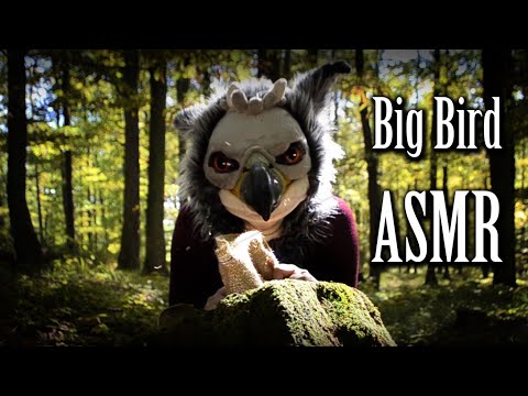 Big Bird ASMR -  Hunting for mushrooms and leaves 🍂🍄🍂