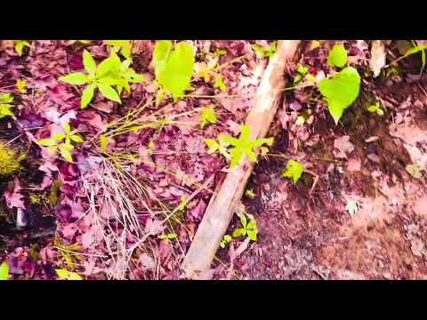 ASMR bare feet in the forest