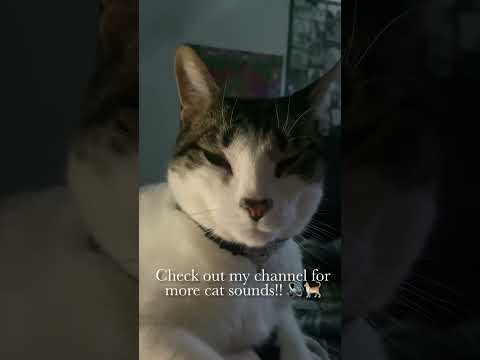 40 seconds of cat purring for your relaxation 💤 #asmr #cat #asmrsounds #catvideos #relaxing #sleep