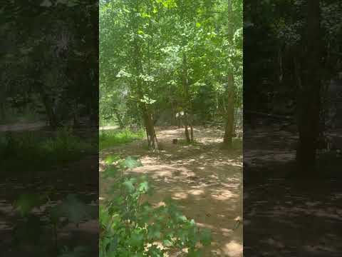 Walk in Nature ASMR #asmr #natureasmr
