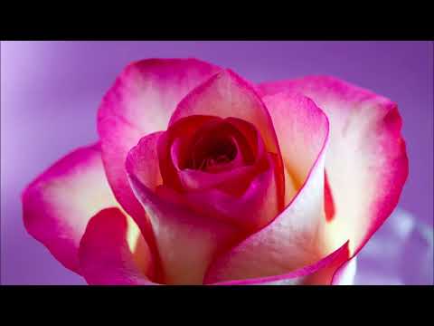 Forgiveness Meditation
