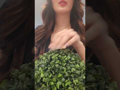 ASMR Topiary Plant / Boxwood Ball Sounds #asmr #triggersforsleep #asmrsounds #tingles #naturesounds