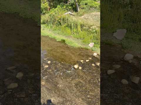 ASMR Water Sounds (No Talking) #ASMR #Shorts