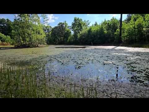 ASMR | Pond Update Part 3 | A Neighbor's Kindness (Soft Spoken)