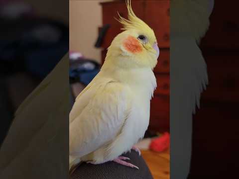 a quiet video found in my gallery, rest in peace Duck #asmr #cockatiel #munasmr #birds #asmrsounds