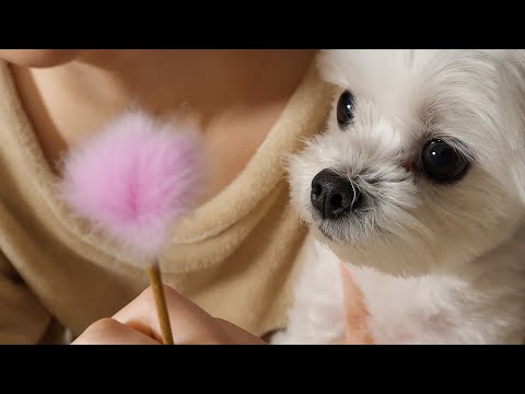 ASMR 들으면 끝장나는 귀지조련사의 최상급 귀청소 롤플레이(토킹)