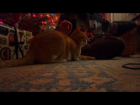 ASMR wrap presents with me & my cats 🐾 (Norman & Goldie join the gift wrapping!)
