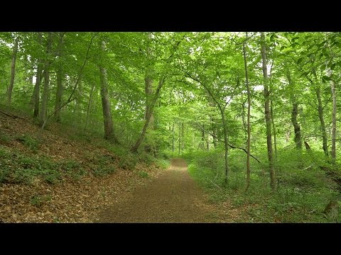 Binaural Relaxing Nature Journey #19 (No Speaking)