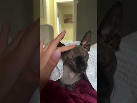 ASMR hairless cat sounds #asmr #mouthwhisper #makeup #asmrtriggers #hairlesscats ss
