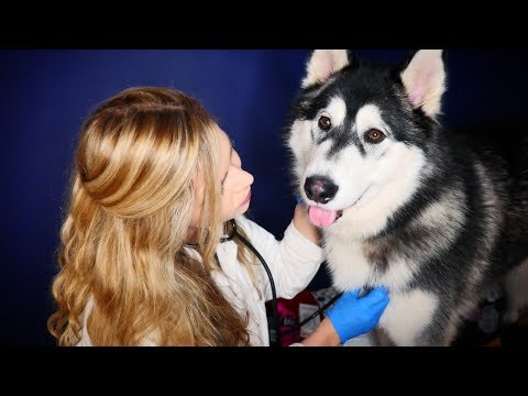 ASMR Vet Physical Examination