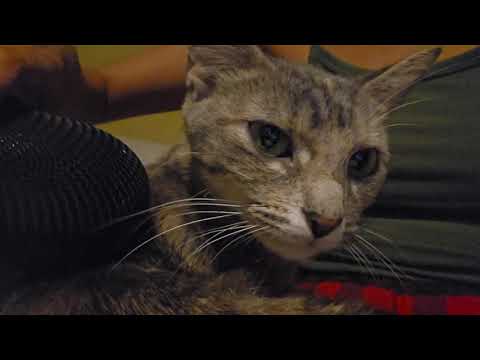 Cat Purring Asmr