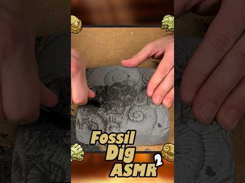 Relaxing Fossil Dig pt.2 | #asmr  #discovery