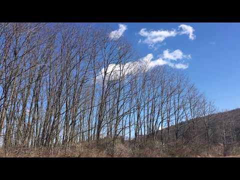 (Soft Spoken) Peaceful Nature Walk
