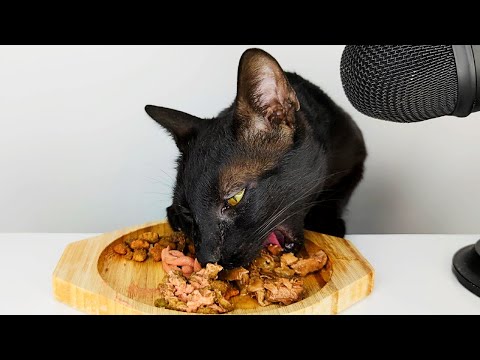 Cat eating Different Cat Foods ASMR