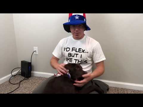 Puppy ASMR Gus is getting too big!