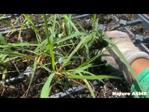 ASMR Day at the Greenhouse Roleplay