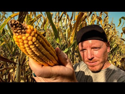 ASMR | Corn Field Massage