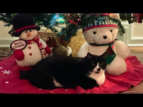 Lo-Fi Christmas Decorations ASMR ~ Soft-Spoken Living Room