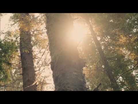 #asmr the grounded tree meditation  5 mins of bliss & calm     5 MINUTE ASMR