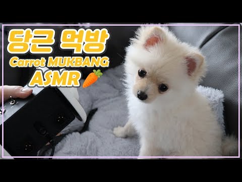 [ASMR] 🥕아삭아삭 당근간식🥕여름엔 집에서 시원한 에어컨바람에 당근먹기죠! dog mukbang Carrot