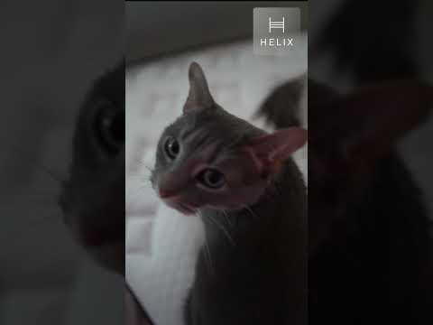 ASMR Cats Test the Best Mattress 2026 🐾 Helix Sleep Review