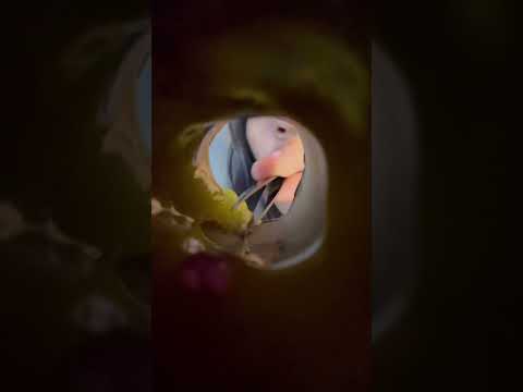 ASMR LIMPEZA DE OUVIDO 👂 #asmr