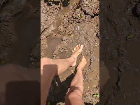 muddy puddles! would you like to join? 🐽 #muddypuddles #barefoot #feet #mud #usa