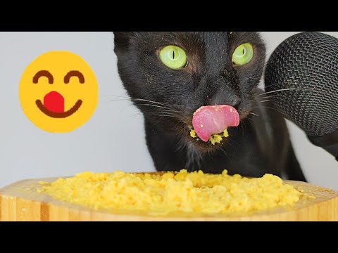 ASMR Cat eating egg yolk in gravy