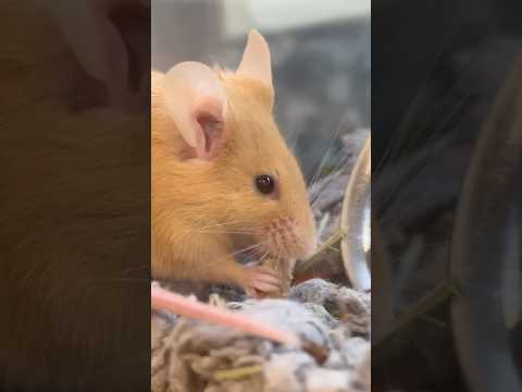 ASMR at a Pet Store