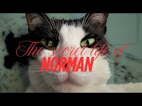ASMR 😼 The secret life of Norman