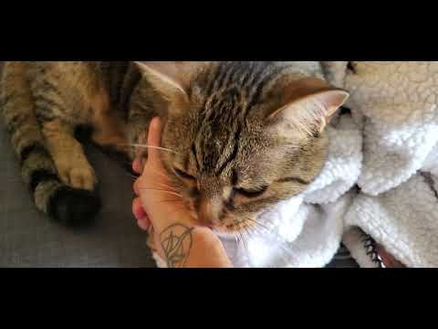 asmr cat doctor role play