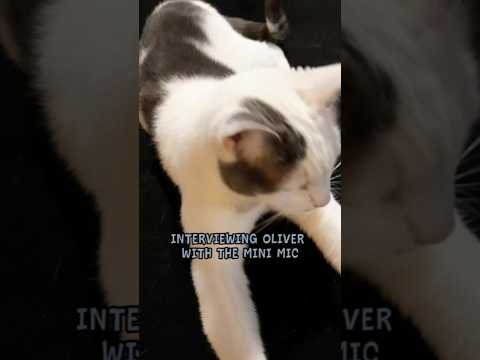 Interviewing My Cat ASMR