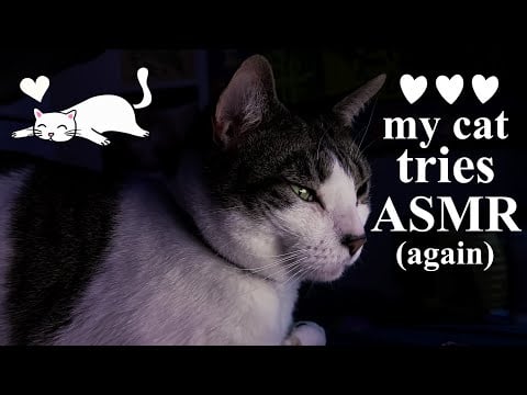 ASMR 20 minutes of soothing cat purring + bonus treats