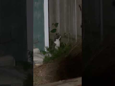 I adopted a cat I’m going to take care of him  - tonight I fed this homeless cat food he was Hungry