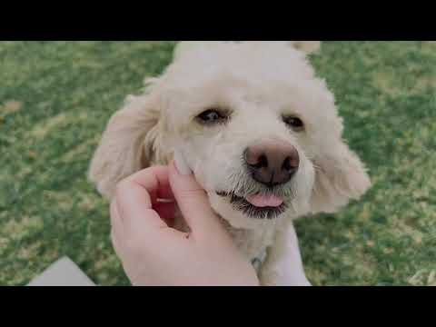 ASMR Semplici Chiacchere e Tapping in Giardino