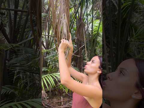 ASMR NA FLORESTA 2 #asmr