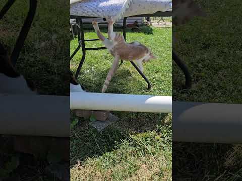 my silly acrobat