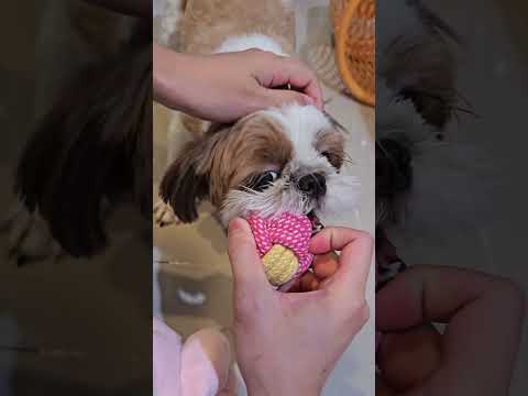 #asmr #dog