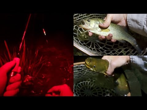 ASMR Night Fishing (1st Time) | Catching Multi Species on Different Gear, Plus New Rod & Lures