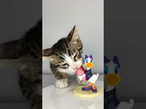 Cat Daisy Duck ASMR 🦆