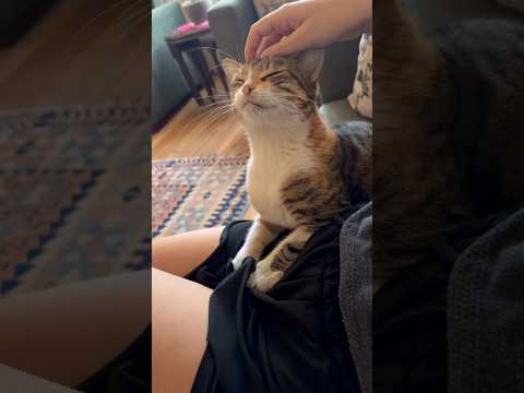 Cat purr #relax #cat #asmr #keşfet #cats