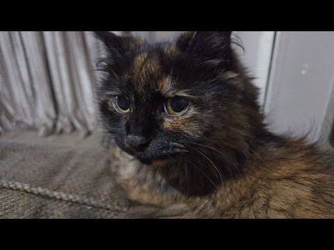 ASMR | Tribute to Gizmo – Forever in Our Hearts 🕊️🐾