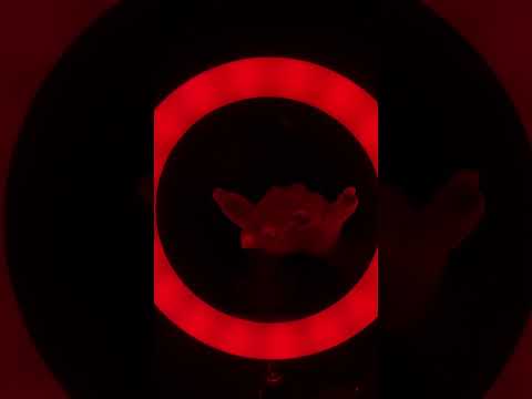 New trigger 🪼 Jellyfish 🫠 #asmr #hsyasmr #asmrsounds #asmrvideo #relaxing