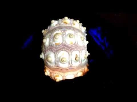 Latex Gloves touching and brushing a nippled sea urchin  [[ASMR]]